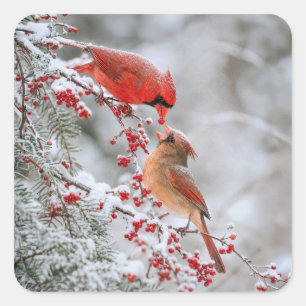 Zwei Kardinale mit roten Beeren im Winter Quadratischer Aufkleber