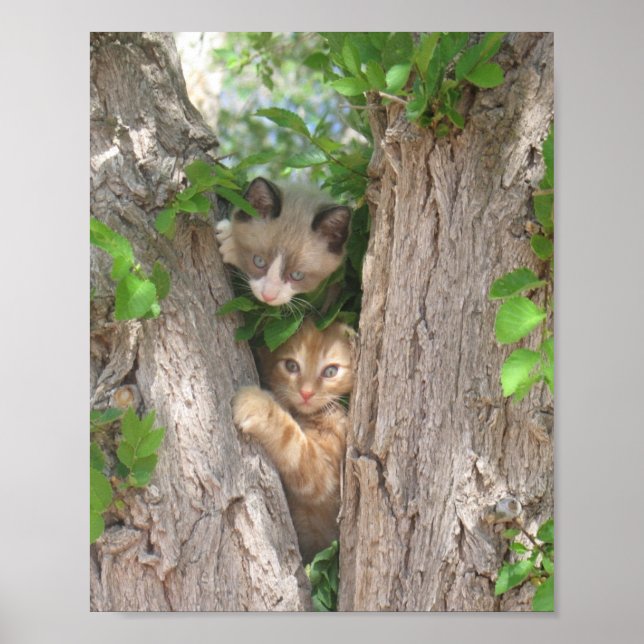 Zwei Kätzchen auf einem Baum Poster (Vorne)