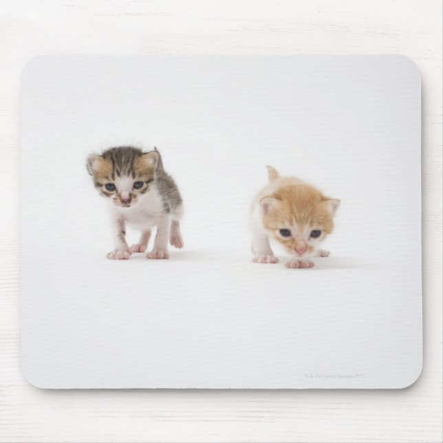 Zwei Kätzchen auf weißem Hintergrund Mousepad (Vorne)
