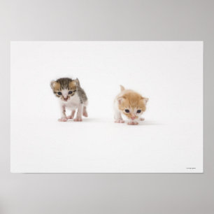 Zwei Kätzchen auf weißem Hintergrund Poster