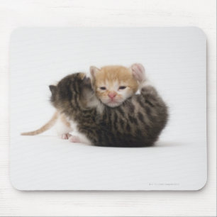 Zwei Kätzchen, die auf weißen Hintergrund Mousepad
