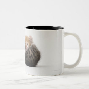 Zwei Kätzchen, die auf weißen Hintergrund Zweifarbige Tasse