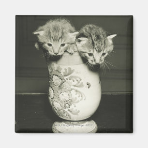 Zwei Kätzchen, die im Vase sich verstecken, (B&W) Magnet