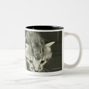 Zwei Kätzchen, die im Vase sich verstecken, (B&W) Zweifarbige Tasse