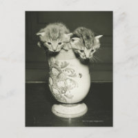 Zwei Kätzchen, die sich in Vase verstecken (B&W)