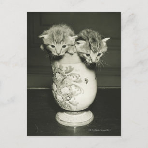Zwei Kätzchen, die sich in Vase verstecken (B&W) Postkarte