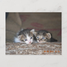 Zwei Kätzchen im Logon Postkarte