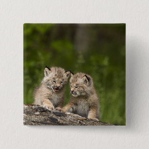 Zwei Kätzchen Kanada-Luchs-(Luchs Canadensis) Button