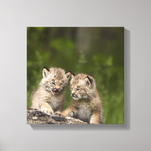 Zwei Kätzchen Kanada-Luchs-(Luchs Canadensis) Leinwanddruck