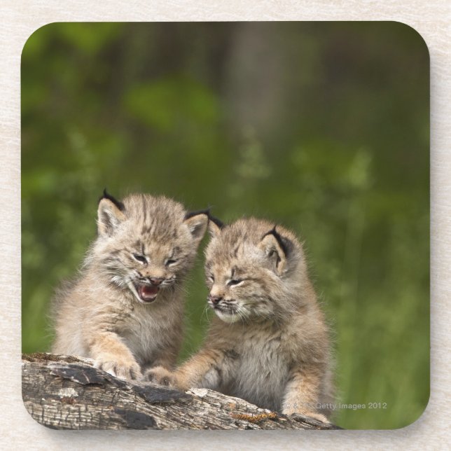 Zwei Kätzchen Kanada-Luchs-(Luchs Canadensis) Untersetzer (Vorderseite)