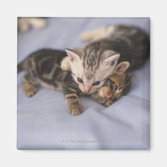 Zwei Kätzchen Magnet (Vorne)