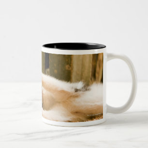 Zwei Kätzchen, Marokko Zweifarbige Tasse