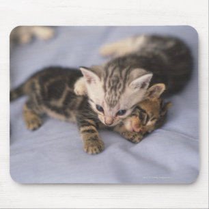 Zwei Kätzchen Mousepad