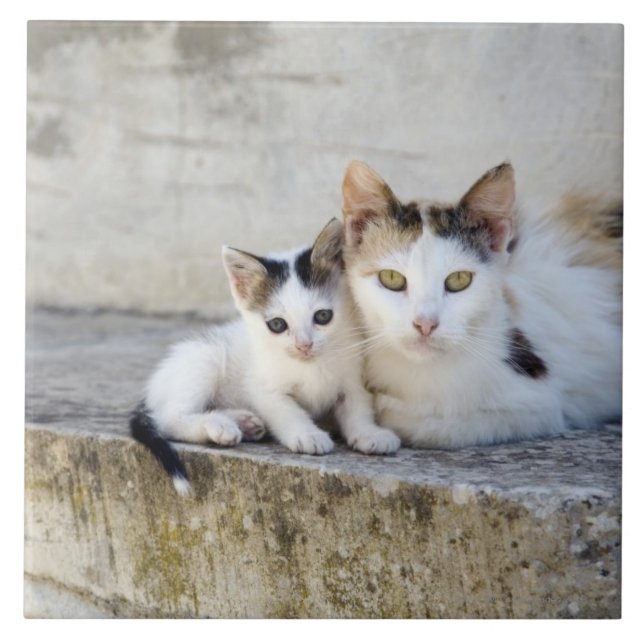 Zwei Katzen auf Steinschritten Fliese (Vorderseite)