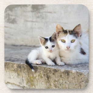 Zwei Katzen auf Steinschritten Getränkeuntersetzer