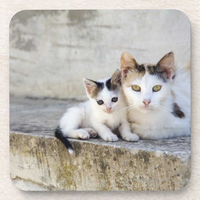 Zwei Katzen auf Steinschritten Getränkeuntersetzer (Vorderseite)