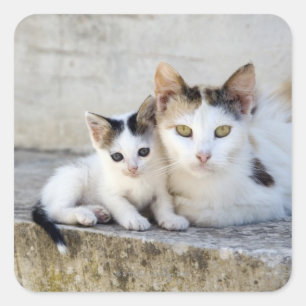 Zwei Katzen auf Steintreppen Quadratischer Aufkleber