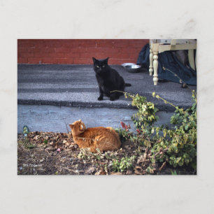 Zwei Katzen im Hof Postkarte