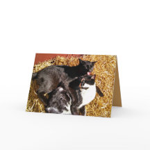Zwei Katzen in der Liebe Grußkarte
