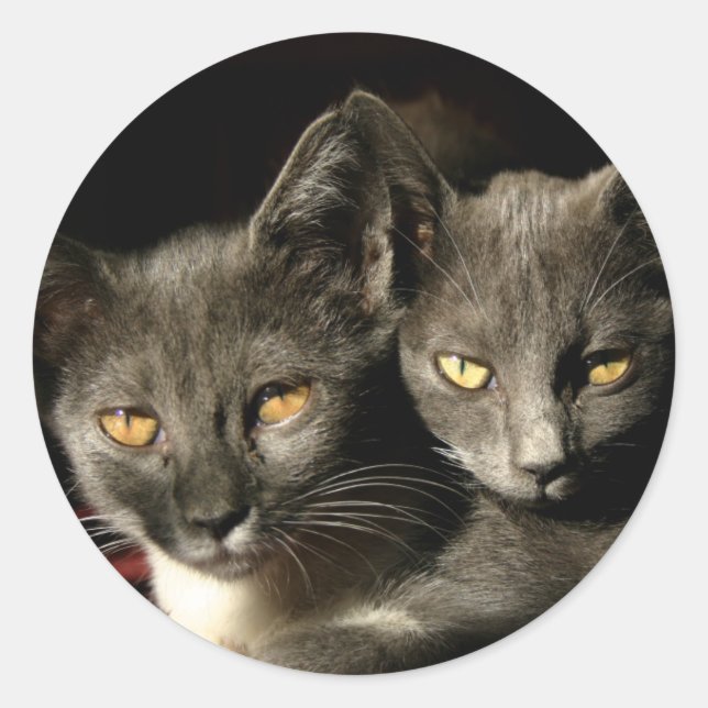 Zwei Katzenaufkleber Runder Aufkleber (Vorderseite)