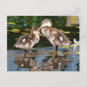 Zwei kleine Duckies Postkarte