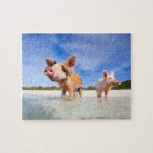 Zwei kleine Ferkel
