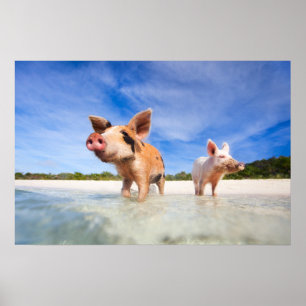 Zwei kleine Ferkel Poster
