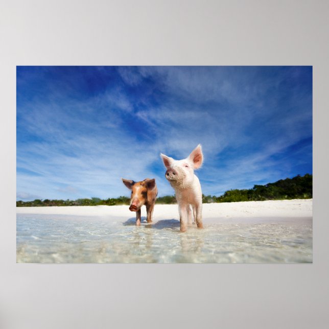 Zwei kleine Ferkel Poster (Vorne)
