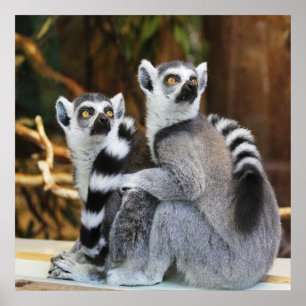 Zwei kleine Lemurs Poster