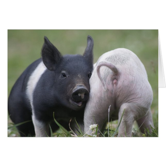 Zwei kleine Schweine; Ferkel - Niedliche, lustige  (Vorderseite (Horizontal))