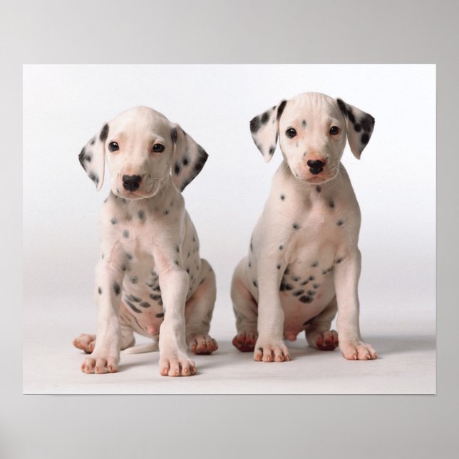 Zwei kleine Welpen aus schwarzem und weißem Dalmat Poster (Vorne)