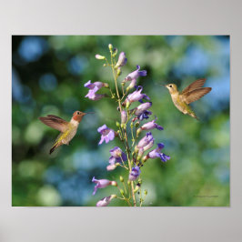 Zwei Kolibris fliegen mit Blume Poster