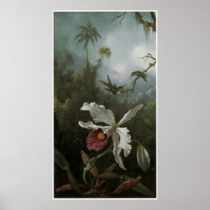 Zwei Kolibris über einer weißen Orchidee, 1870s Poster