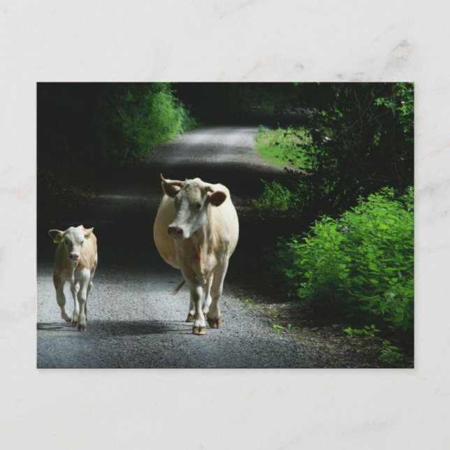 Zwei Kühe auf der Bummel Postkarte (Vorderseite)