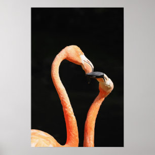 Zwei küssende Flamingos auf dunklem Hintergrund Poster
