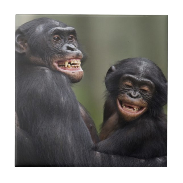 Zwei lächelnde Bonobos Fliese (Vorderseite)
