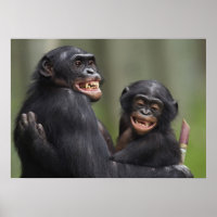 Zwei lächelnde Bonobos
