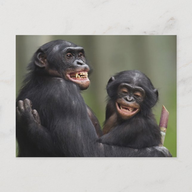 Zwei lächelnde Bonobos Postkarte (Vorderseite)