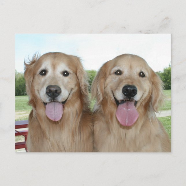 Zwei lächelnde Golden Retrievers Just Sprichwort H Postkarte (Vorderseite)