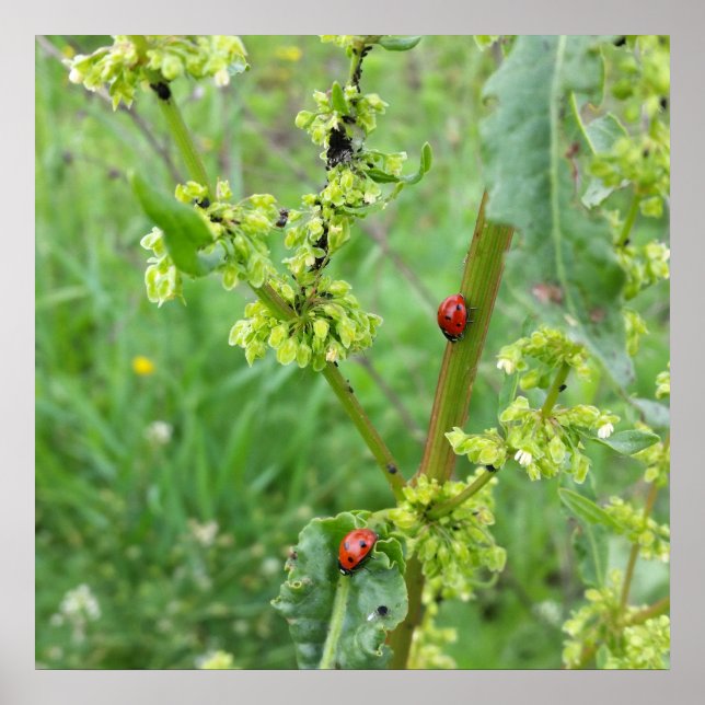 zwei Ladybugs Poster (Vorne)
