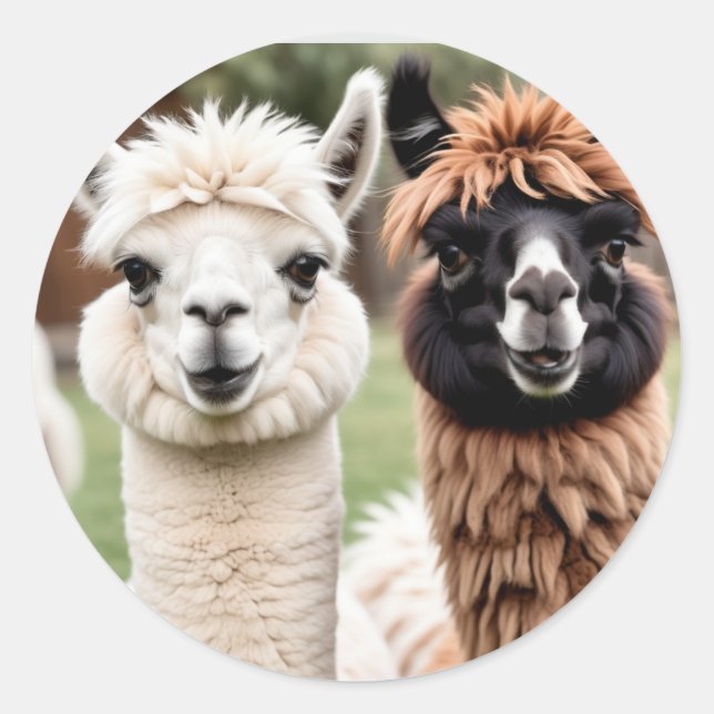 Zwei Lamas Runder Aufkleber (Vorderseite)