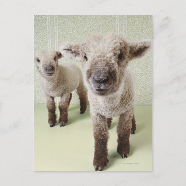 Zwei Lämmer im Innern mit floralem Tapete Postkarte (Vorderseite)