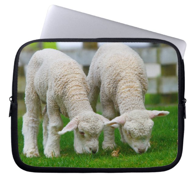 Zwei Lämmer Weiden Laptopschutzhülle (Vorderseite)