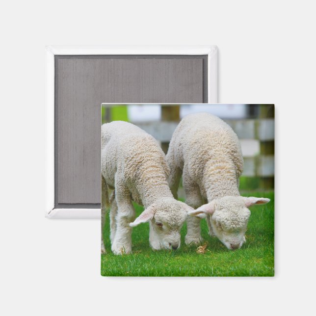 Zwei Lämmer Weiden Magnet (Vorderseite/Rückseite)
