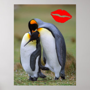 Zwei Liebe Penguins Poster