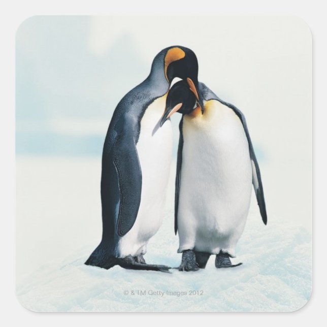 Zwei liebevolle Pinguine Quadratischer Aufkleber (Vorderseite)