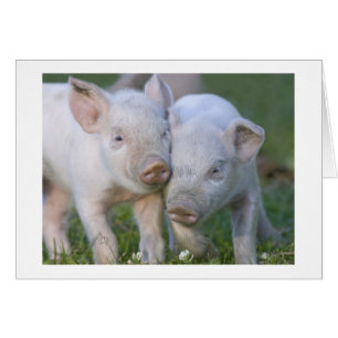 Zwei liebevolle weiße Ferkel