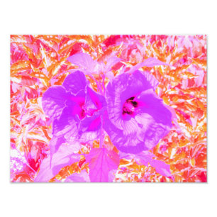 Zwei Lila und heiße Pink Pum Crazy Hibiskus in Rot Fotodruck