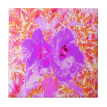 Zwei Lila und heiße rosa Pollen Crazy Hibiskus