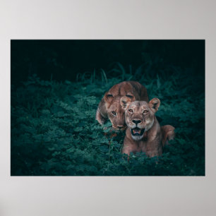 ZWEI LIONEN AUF GRÜNEN PFLANZE POSTER